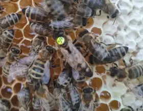 Včelí oddělky 2026 včely včelstva