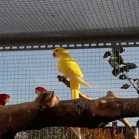 Alexandr malý lutino