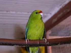 Prodám kakariki žlutočelé zelené