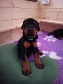 Dobrman Halit Paša – štěňata s PP  Vrh M