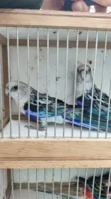 Rosela pestrá modrá na ino