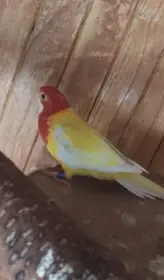 Rosela pestrá lutino