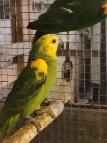 Amazoňan modročelý