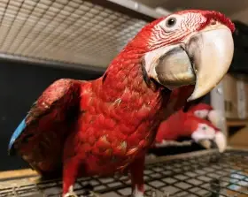 Ara zelenokřídlý (Ara chloroptera)