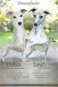 Whippet/Vipet štěňátka s PP