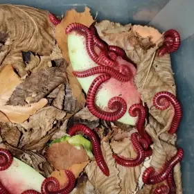 Mnohonožky - mláďata bez určeného pohlaví