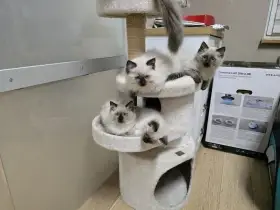 Ragdoll koťátka možné k okamžitému odběru