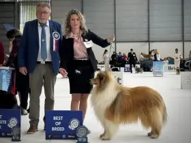 Tatínek Vítěz Evropské výstavy 2025 BOB