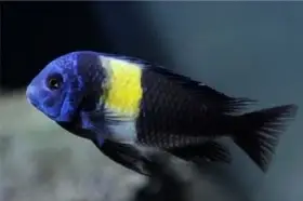 Tropheus duboisi Maswa