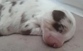 Australský ovčák s PP