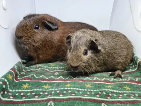 Dvojice kluků hledá milující domov