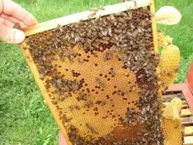 Prodám vyzimovaná včelstva