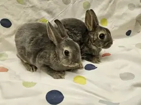 Zakrslý králíček