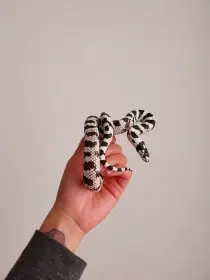 Prodám Korálovku i s vybavením