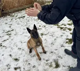 Prodám fenu bom s PP