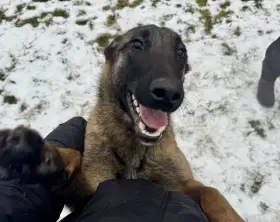 Prodám fenu bom s PP