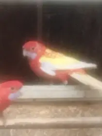 Prodám rosela penant zlatý pastel