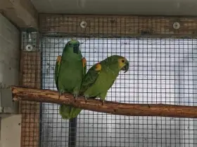 Amazoňan modročelý 1.1, r. 2016,