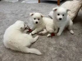 Štěňátka v typu špice