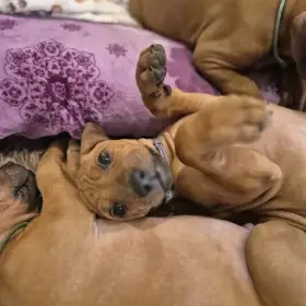 Rhodeský Ridgeback - vymazlená štěňátka k odběru