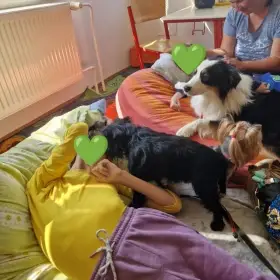 Australský ovčák s PP