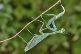 Prodám Kudlanky (Sphodromantis viridis)