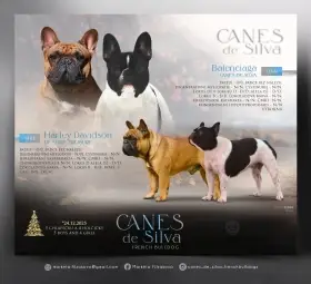 Francouzského buldočka s PP FCI