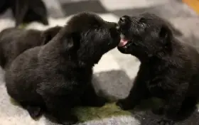 Německý ovčák štěňata s PP