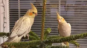 Mláďata korel na ochočení - dva měsíce staré perlové samice z bytu