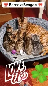 Bengálské koťátka , Bengálské kočky, Bengálské mačiatka, Bengálská kočka