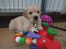 Zlatý retrívr štěňata s průkazem původu