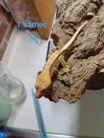 Mláďata nar.8/25,9/25