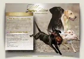 Štěňata Labrador retrievera s PP – Field Trial linie