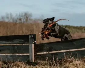 FTW Blackthorn Ultimate Copy