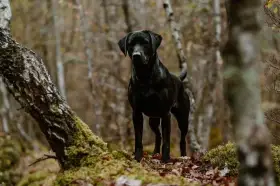 FTW Blackthorn Ultimate Copy