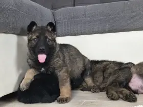 Německý ovčák s PP