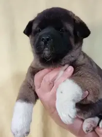 Americká Akita štěňátka s PP prodám