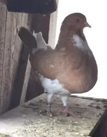 Amsterodamský balonový voláč