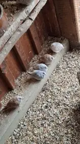 Holoubek diamantový