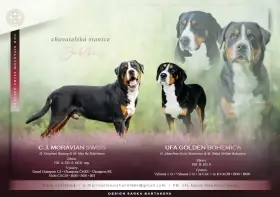 Velký švýcarský salašnický pes s PP