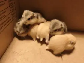 Křečcí džungarští