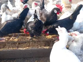 Koupím kohouta Minorky černé