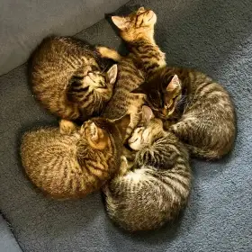 Mainská mývalí bez PP