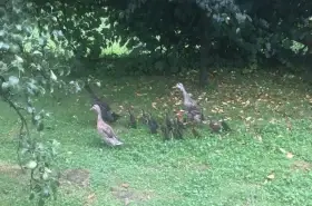 Indický běžec - víc ks