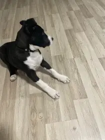 Americký stafordširský teriér (černá, bílá-náprsenka, packy)