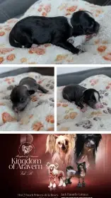 Štenatka k rezervaci čínsky chocholatý pes