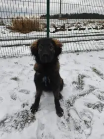 Daruji psa - štěňe