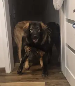 Daruji psa - štěňata