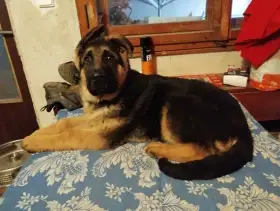 Německý ovčák - štěně s PP (pejsek)