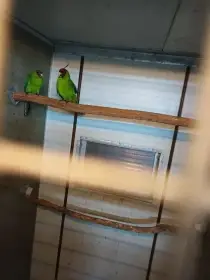 Papoušek chocholatý